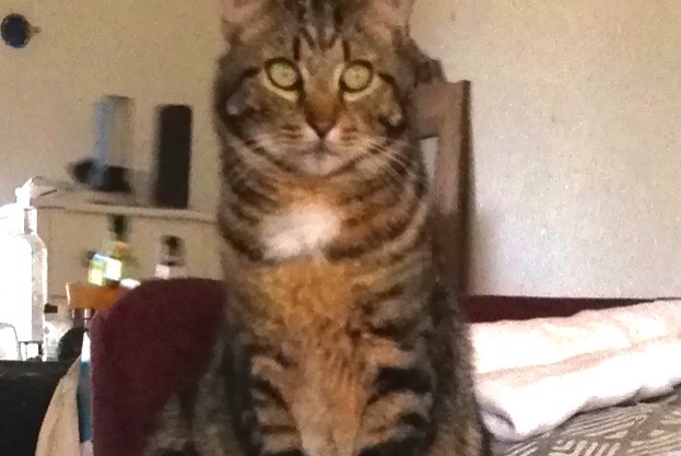 Alerte Disparition Chat Mâle , 2 ans Vannes France