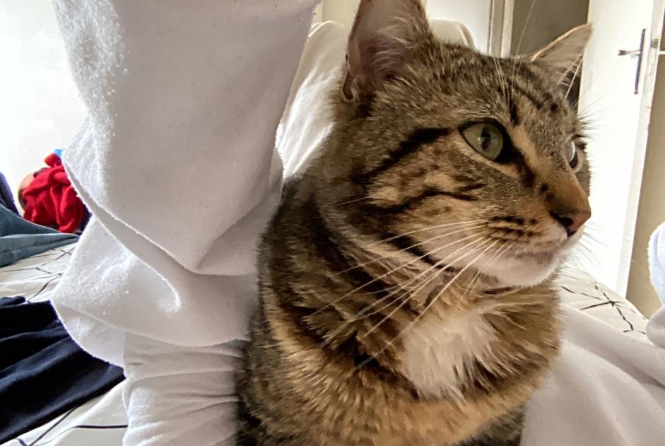 Alerte Disparition Chat Mâle , 2 ans Vannes France