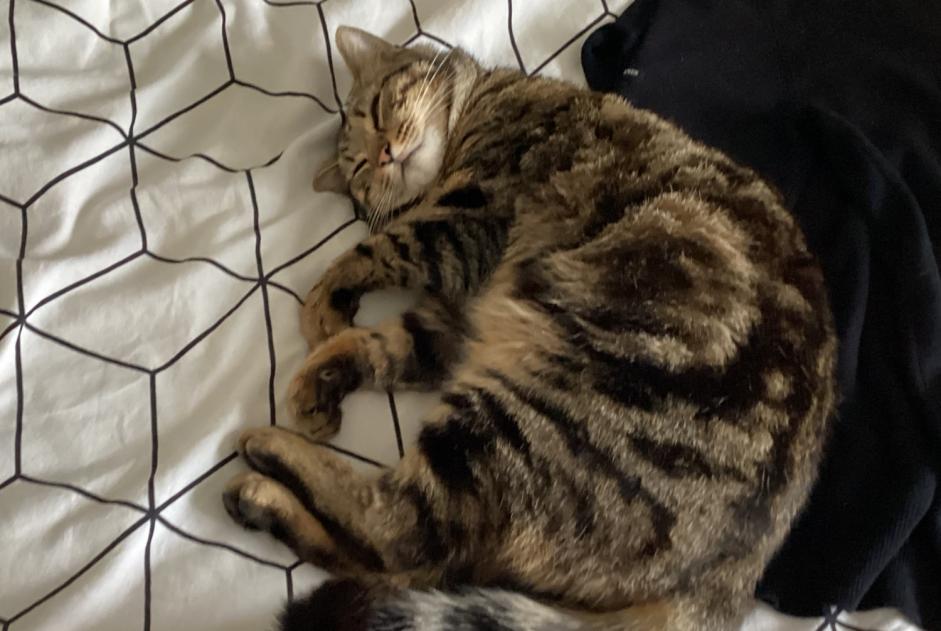 Alerte Disparition Chat Mâle , 2 ans Vannes France