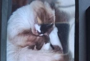 Alerte Disparition Chat croisement  Femelle , 5 ans Longpont-sur-Orge France