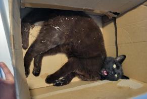 Alerte Découverte Chat Inconnu Charvieu-Chavagneux France