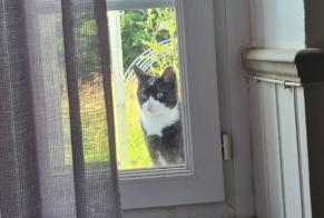 Alerte Découverte Chat Inconnu Saint-Mathurin France
