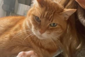 Alerte Disparition Chat Mâle , 15 ans Perpignan France