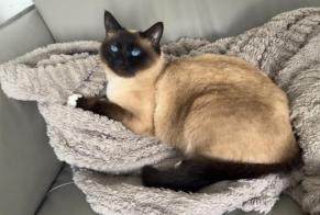 Alerte Disparition Chat  Femelle , 4 ans Clairoix France