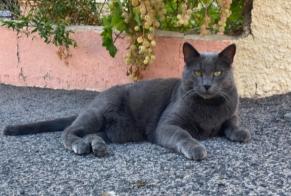 Alerte Disparition Chat Mâle , 12 ans Saint-Estève France