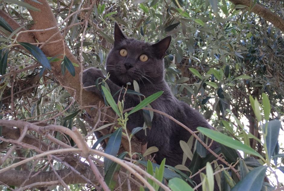 Alerte Disparition Chat Mâle , 12 ans Saint-Estève France