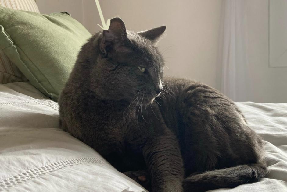 Alerte Disparition Chat Mâle , 12 ans Saint-Estève France