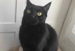 Alerte Disparition Chat Mâle , 5 ans Paris France