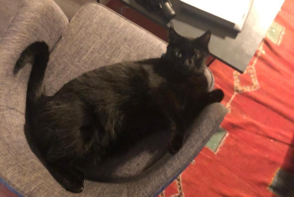 Alerte Disparition Chat Mâle , 5 ans Paris France