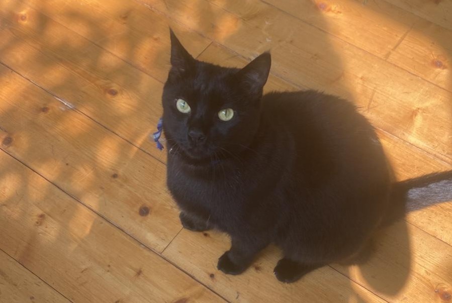 Alerte Disparition Chat Mâle , 5 ans Paris France