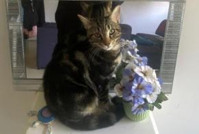 Alerte Disparition Chat  Mâle , 1 ans Lyon France