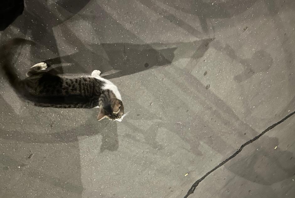 Alerte Découverte Chat Inconnu Paris France