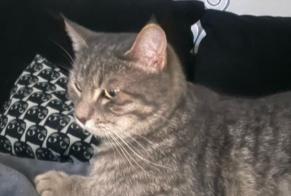 Alerte Disparition Chat Mâle , 2 ans Pierrelaye France
