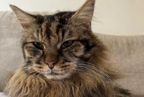 Alerte Disparition Chat Mâle , 13 ans Sceaux France