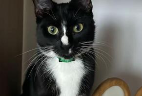 Alerte Disparition Chat Femelle , 1 ans Écouen France