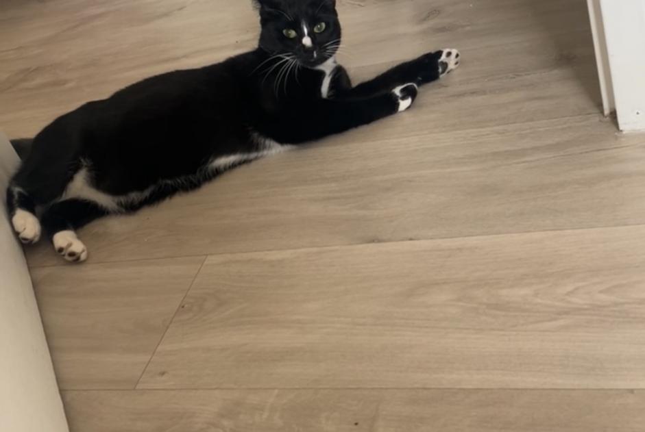 Alerte Disparition Chat Femelle , 1 ans Écouen France