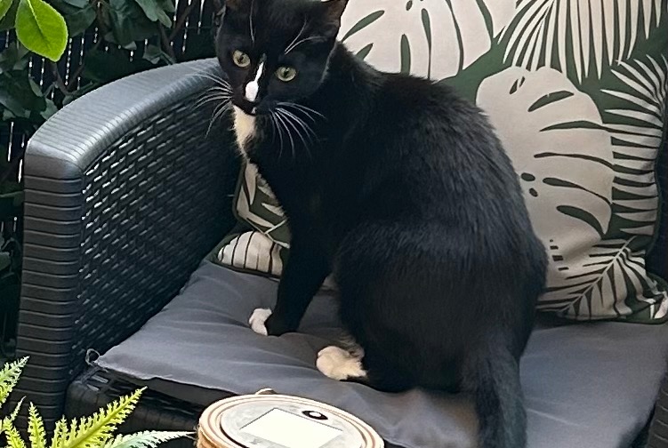 Alerte Disparition Chat Femelle , 1 ans Écouen France