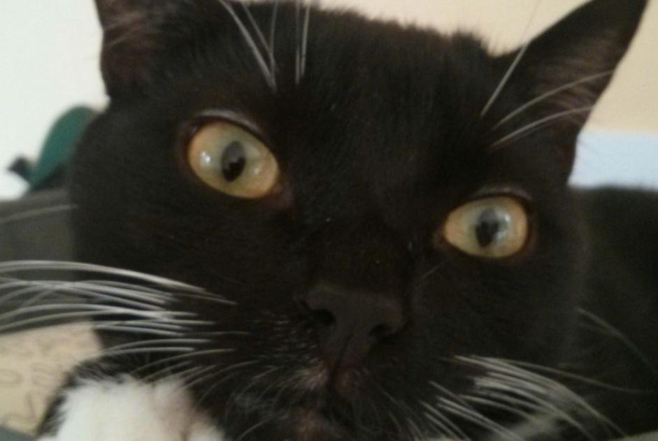 Alerte Disparition Chat Mâle , 10 ans Bouguenais France