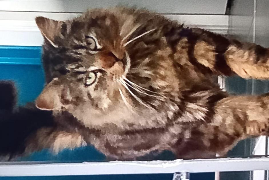 Alerte Disparition Chat croisement  Mâle , 7 ans La Baconnière France