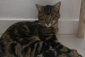 Alerte Découverte Chat Mâle , 1 année Lyon France