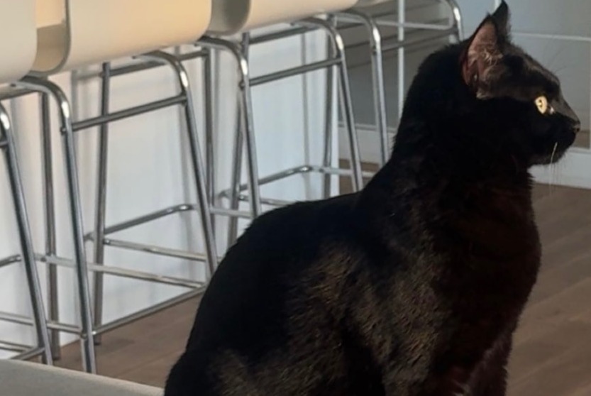 Alerte Disparition Chat Femelle , 1 ans Martigues France