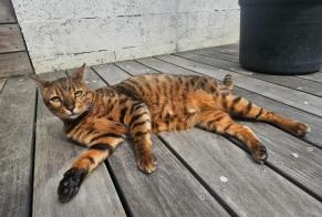 Alerte Disparition Chat  Mâle , 6 ans Bordeaux France