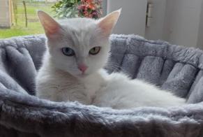 Alerte Disparition Chat Femelle , 9 ans Salbris France