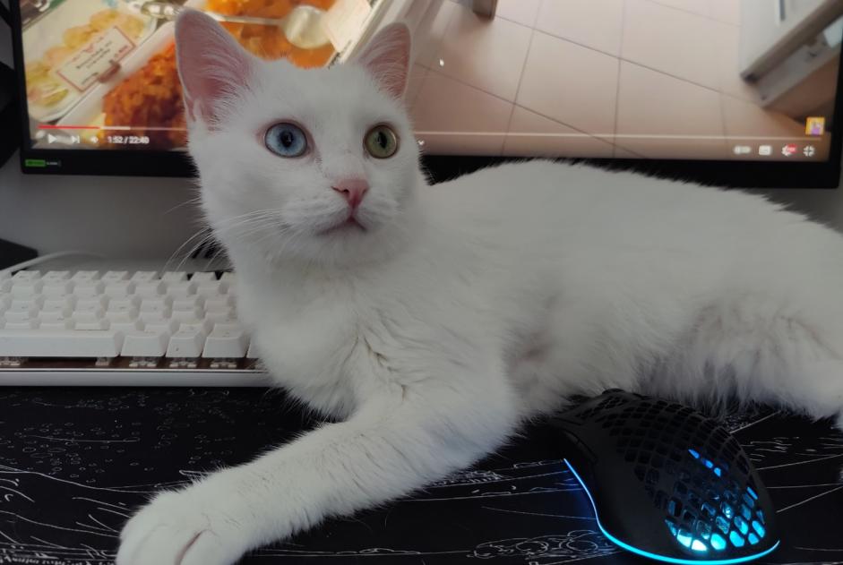 Alerte Disparition Chat Femelle , 9 ans Salbris France