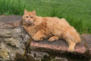 Alerte Disparition Chat Mâle , 14 ans Auradé France