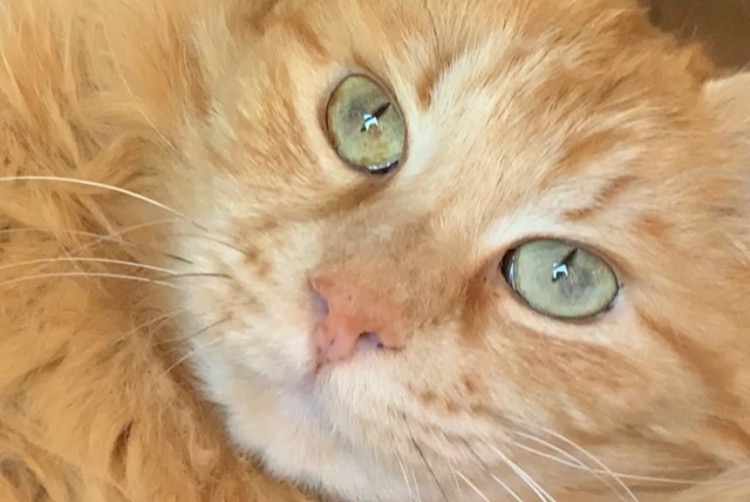 Alerte Disparition Chat Mâle , 14 ans Auradé France
