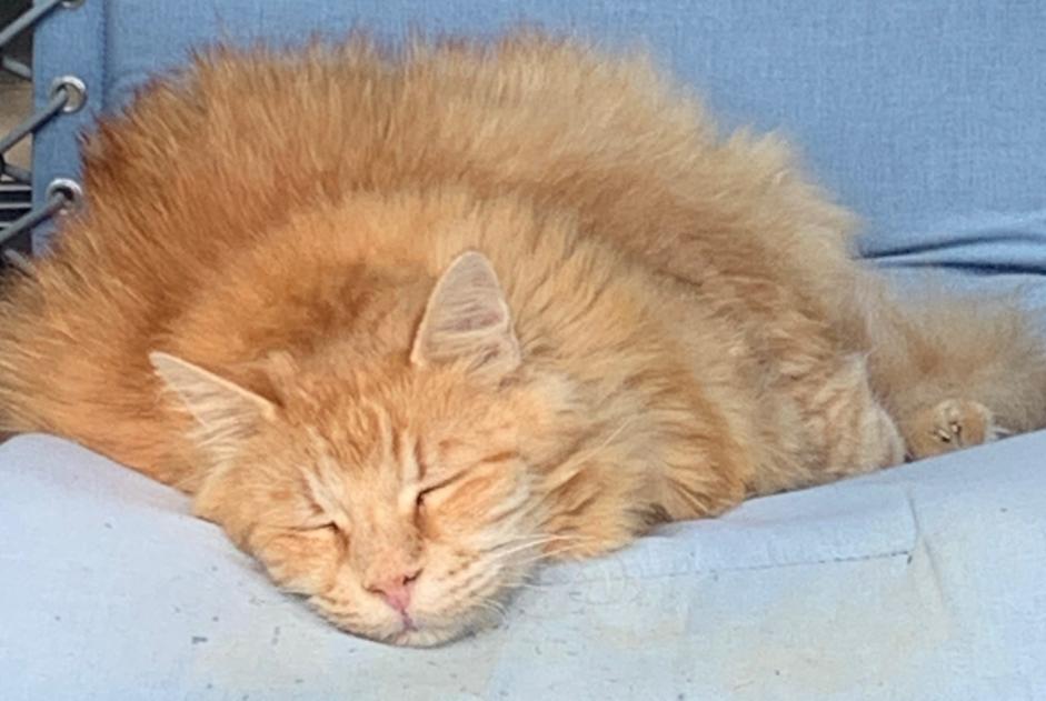 Alerte Disparition Chat Mâle , 14 ans Auradé France