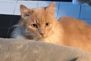 Alerte Disparition Chat  Mâle , 10 ans Savigny-le-Temple France