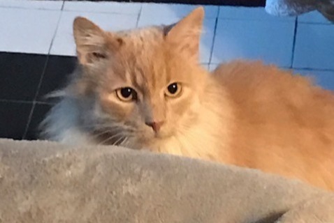 Alerte Disparition Chat  Mâle , 10 ans Savigny-le-Temple France
