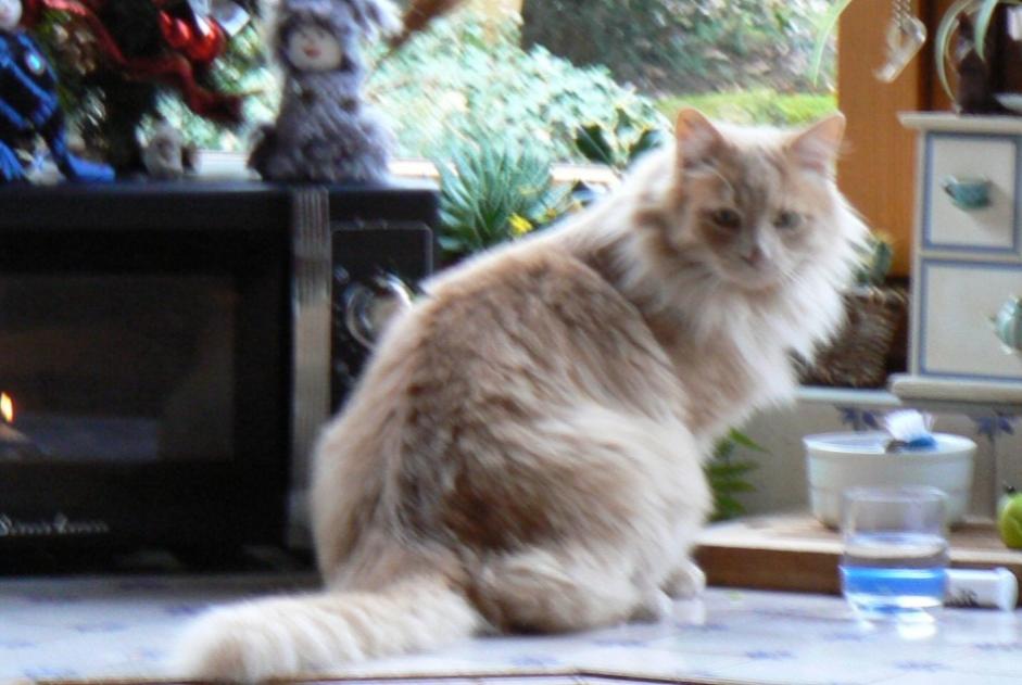 Alerte Disparition Chat  Mâle , 10 ans Savigny-le-Temple France