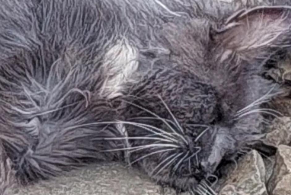 Alerte Découverte Chat Mâle Nanteuil France