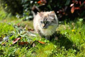 Alerte Disparition Chat croisement  Femelle , 5 ans La Ferrière France