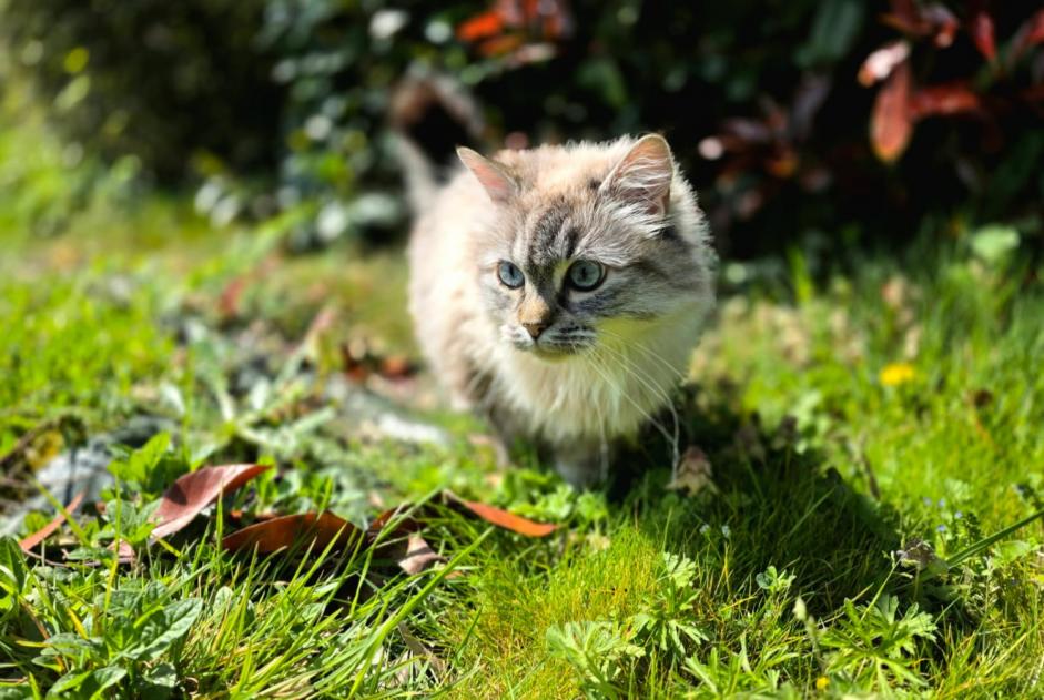 Alerte Disparition Chat croisement  Femelle , 5 ans La Ferrière France