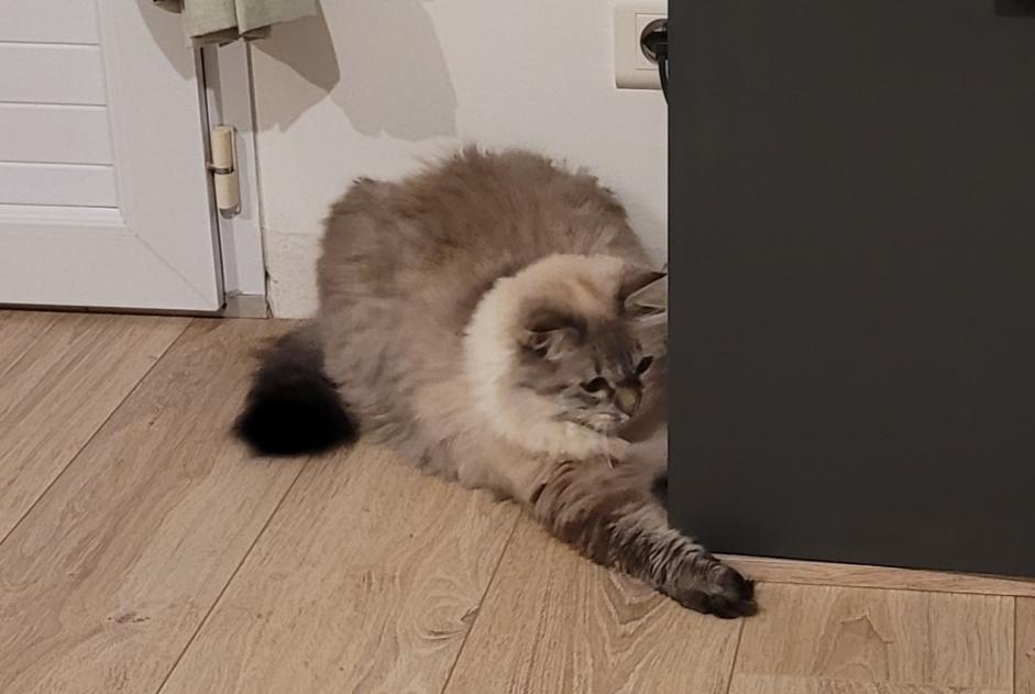 Alerte Disparition Chat croisement  Femelle , 5 ans La Ferrière France
