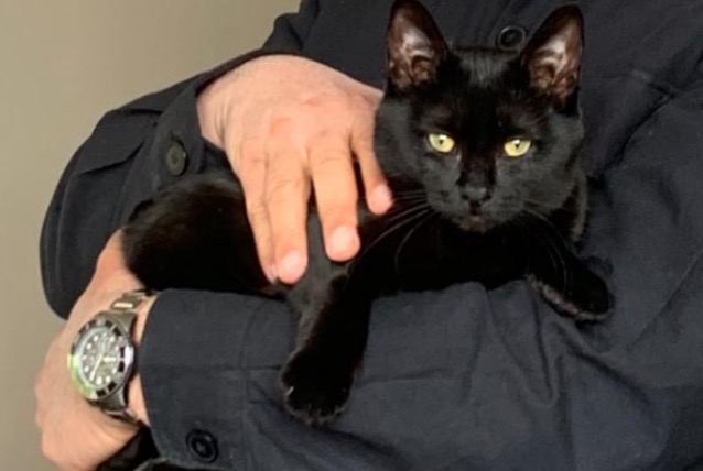 Alerte Disparition Chat  Femelle , 3 ans Montreuil France