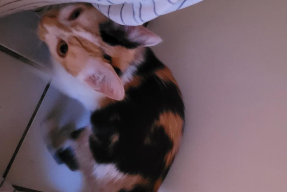 Alerte Découverte Chat  Femelle Valenton France