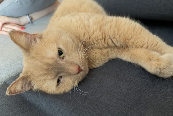 Alerte Découverte Chat Inconnu Strasbourg France