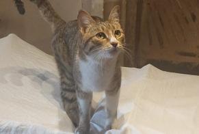 Alerte Découverte Chat Femelle Le Mans France