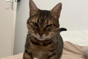 Alerte Disparition Chat  Femelle , 4 ans Nancy France