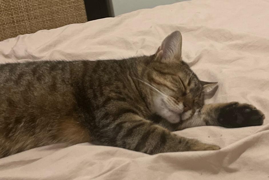 Alerte Disparition Chat  Femelle , 4 ans Nancy France