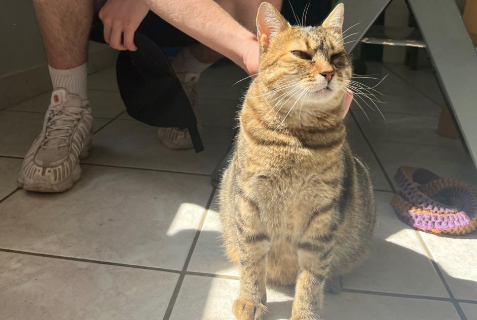 Alerte Disparition Chat  Femelle , 4 ans Nancy France