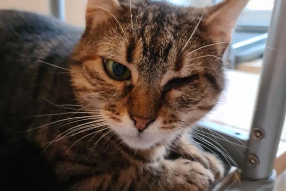 Alerte Disparition Chat  Femelle , 4 ans Nancy France