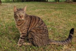 Alerte Disparition Chat croisement  Mâle , 4 ans Cénac France