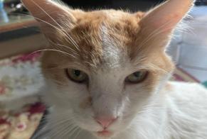 Alerte Disparition Chat croisement  Mâle , 4 ans Neuilly-Plaisance France