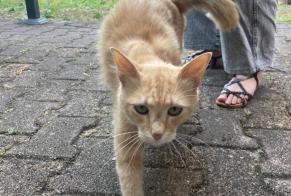 Alerte Découverte Chat Mâle Libourne France