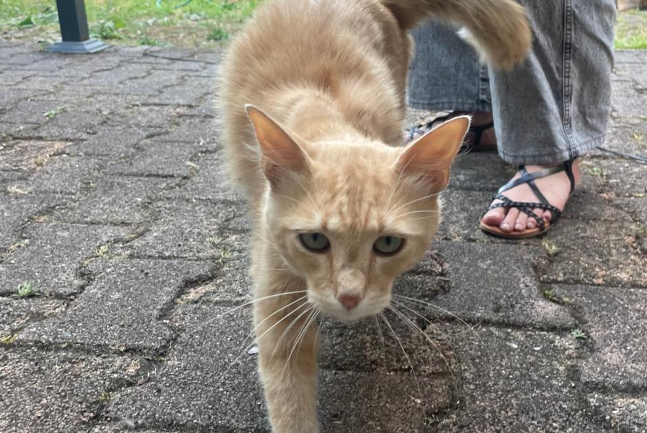 Alerte Découverte Chat Mâle Libourne France